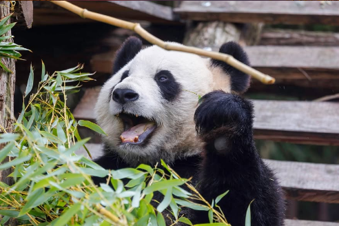 HONIMA Pairi Daiza
